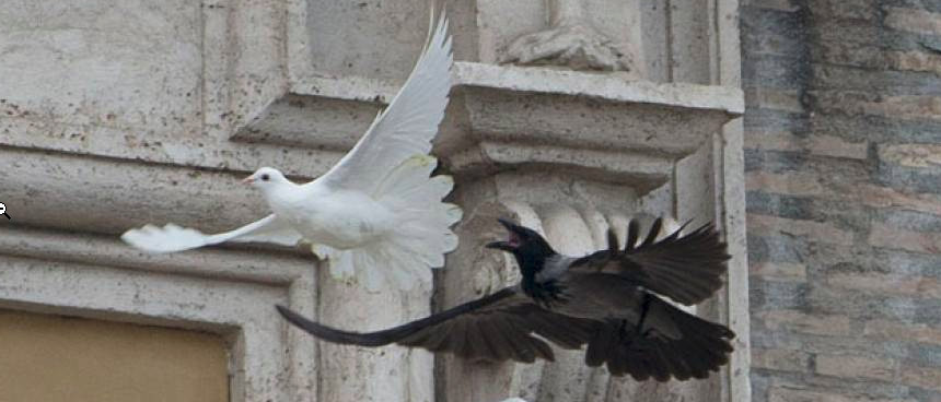 Gennaio 2014 - Colomba del papa predata da un corvo